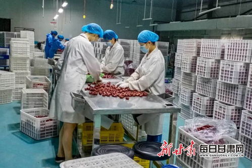 敦煌紅棗首次進入歐洲市場